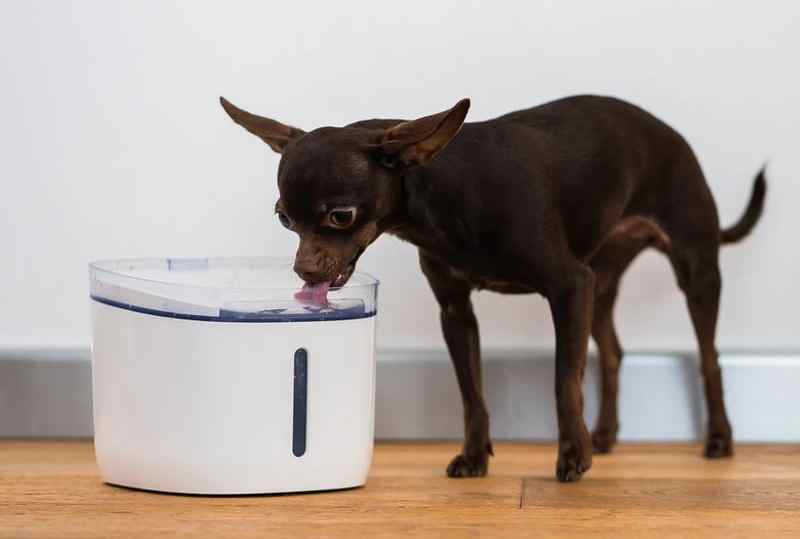 Ako vybrať fontánu pre mačku alebo malé plemená psíkov: 7 kľúčových parametrov